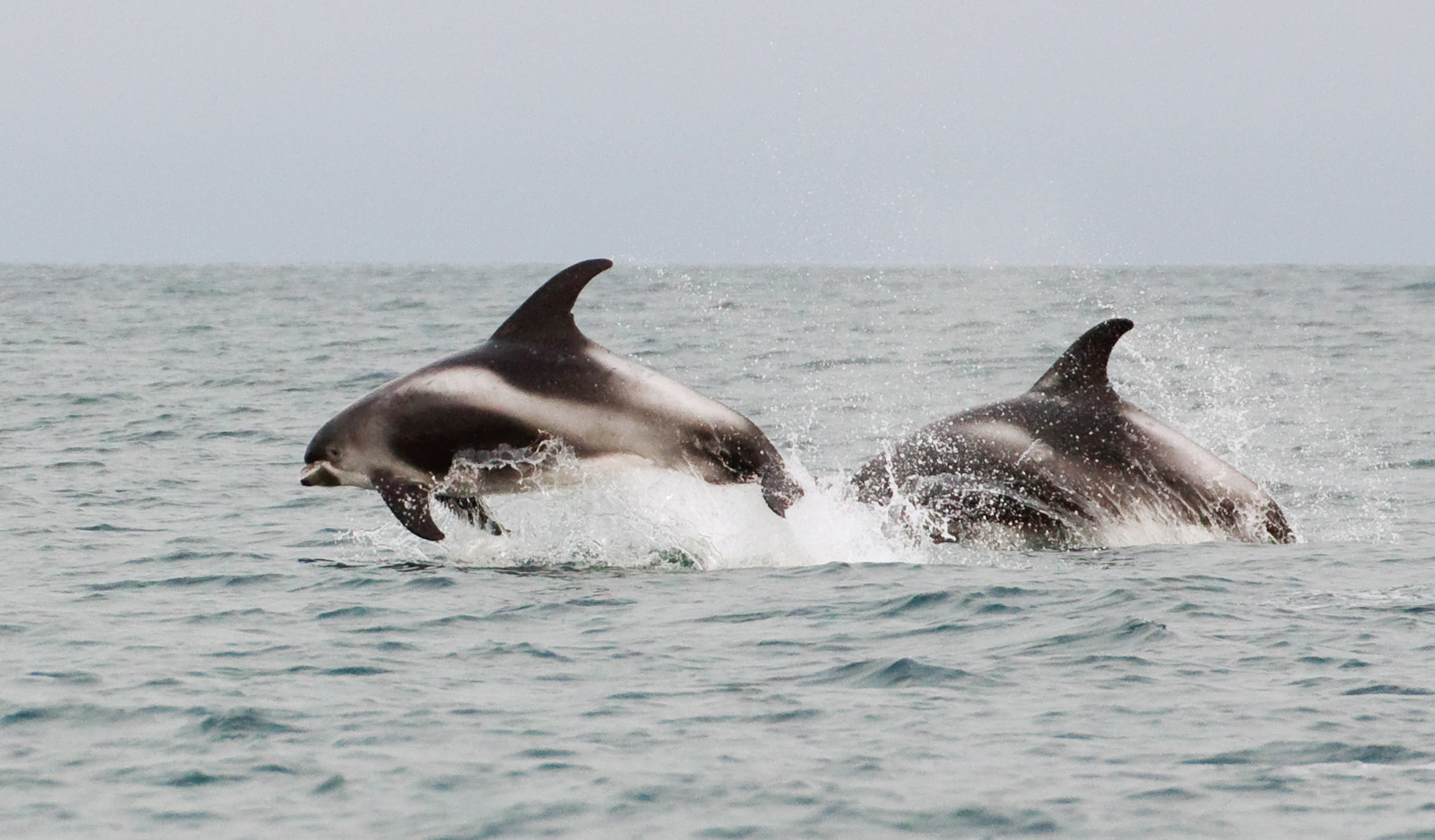 座礁したイルカにアルツハイマーの兆候が見られる(Stranded dolphins show signs of Alzheimer’s)